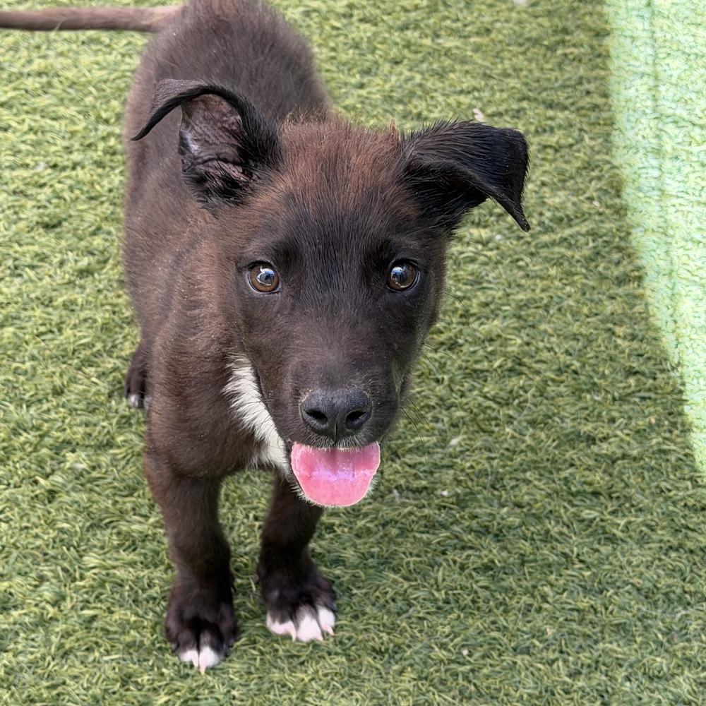 Percy, a Adoptable mixed breed in Hurricane, UT image 2/6