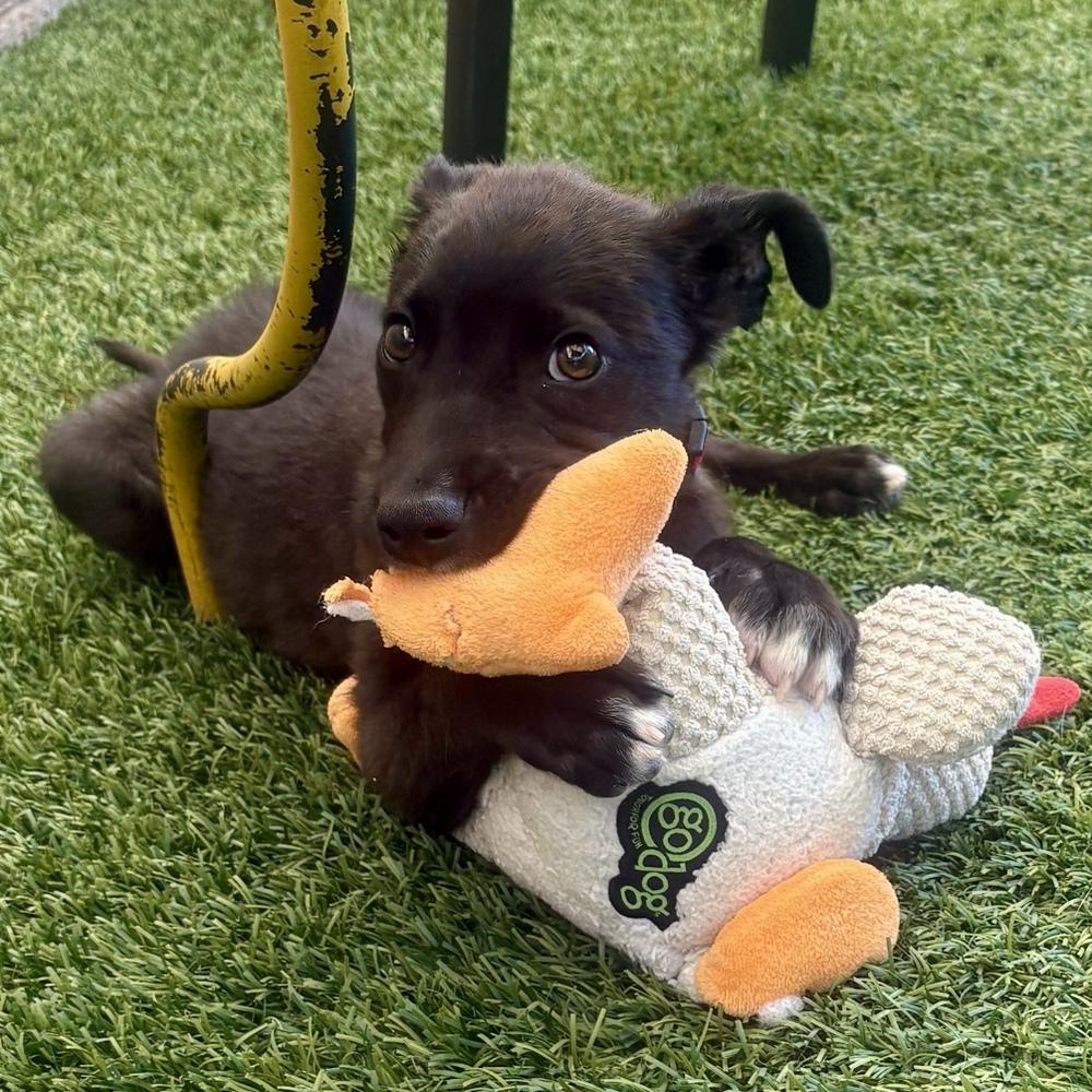 Percy, a Adoptable mixed breed in Hurricane, UT image 3/6