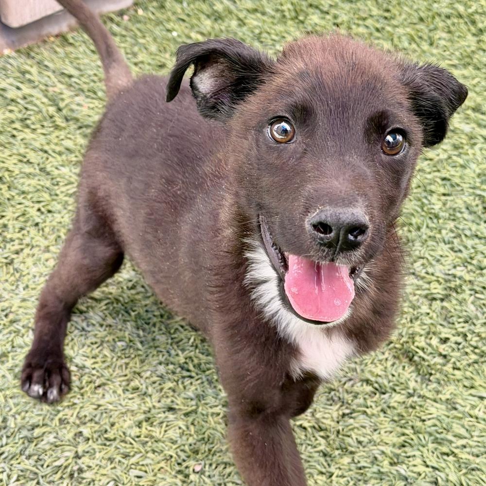 Percy, a Adoptable mixed breed in Hurricane, UT image 4/6