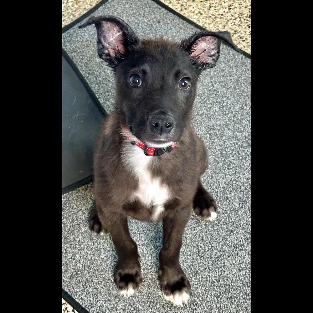 Percy, a Adoptable mixed breed in Hurricane, UT image 5/6