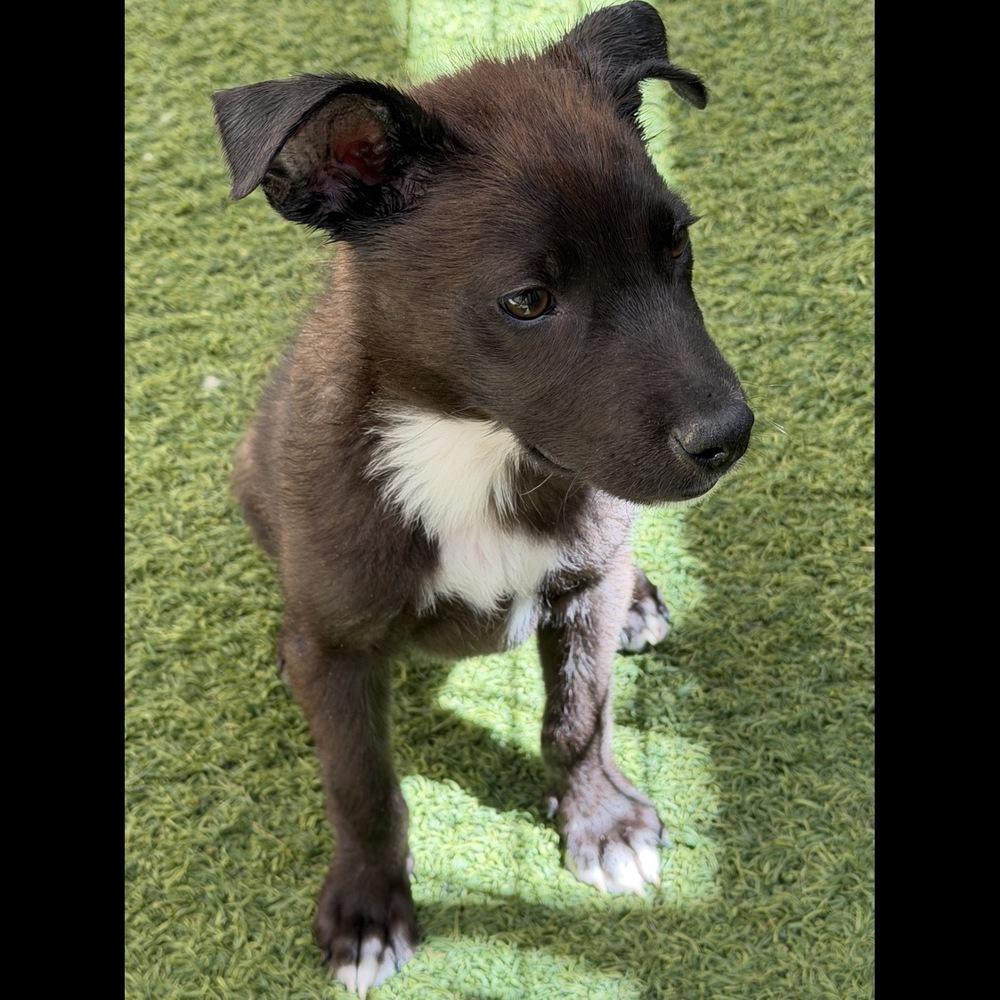 Percy, a Adoptable mixed breed in Hurricane, UT image 6/6