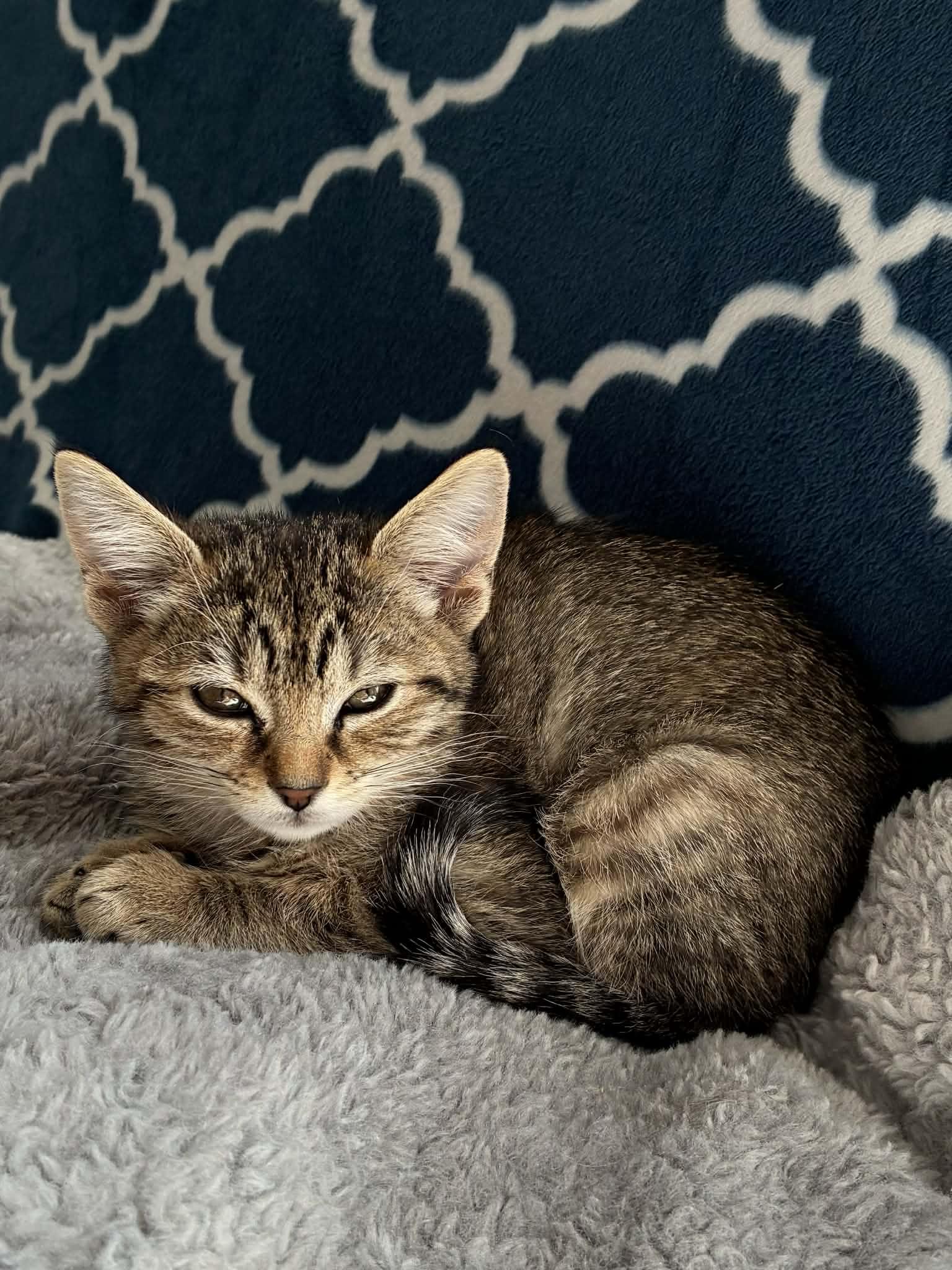 Poppy & Daisy, adopted, Kitten Female Domestic Short Hair.