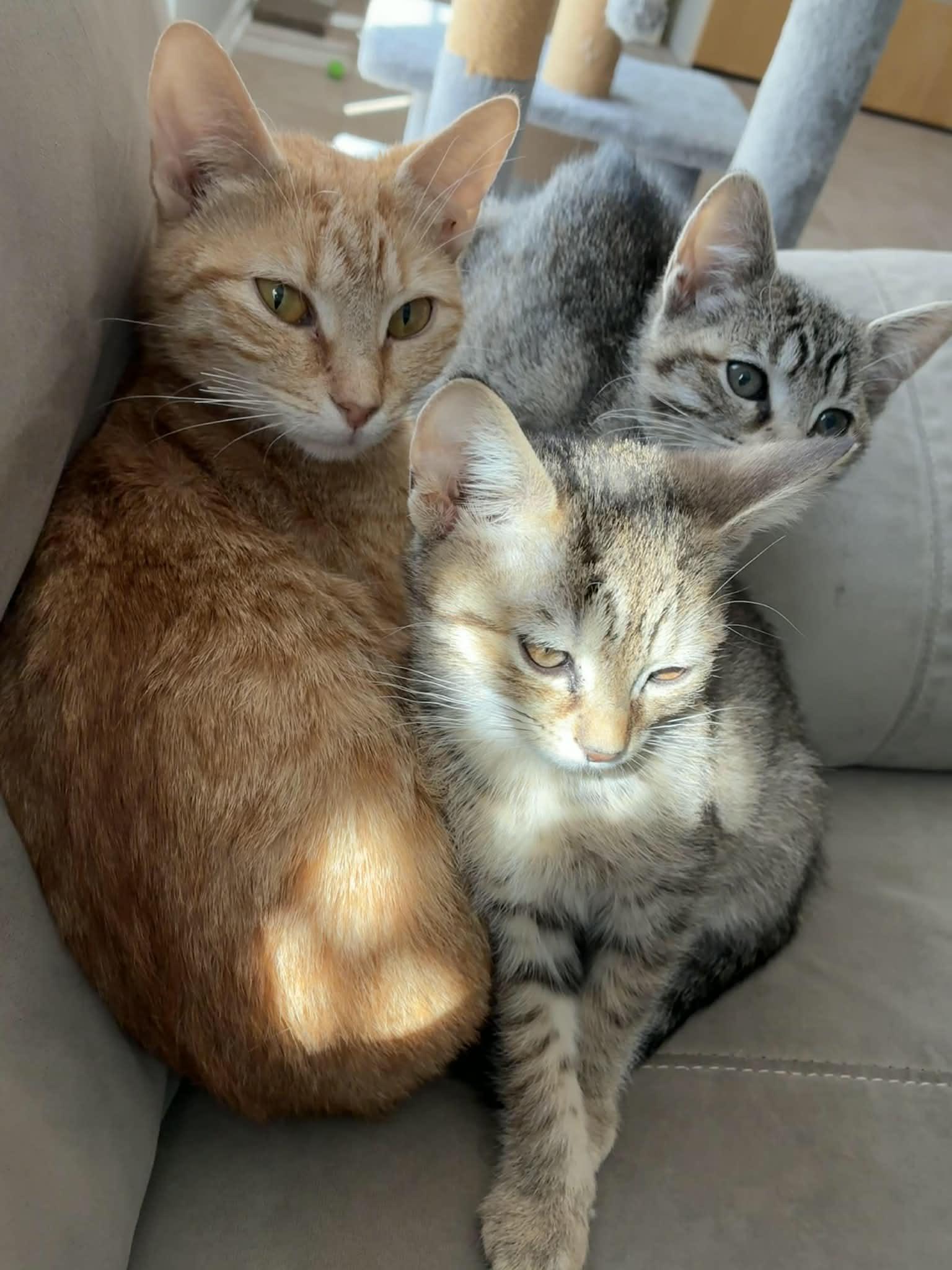 Enlarge Poppy & Daisy, an adopted Domestic Short Hair in Bayonne, NJ image 3/3