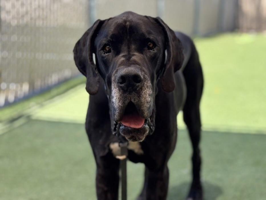 Tanky , ADOPTABLE, Adult Male Great Dane.
