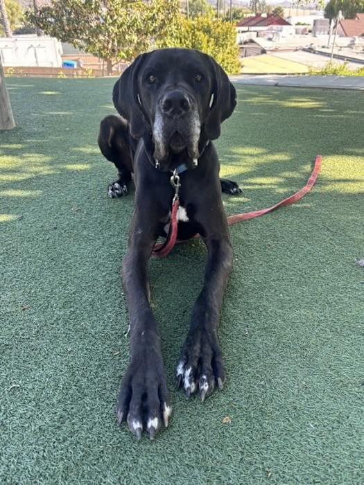 Enlarge Tanky , a ADOPTABLE Great Dane in Del Mar, CA image 2/2