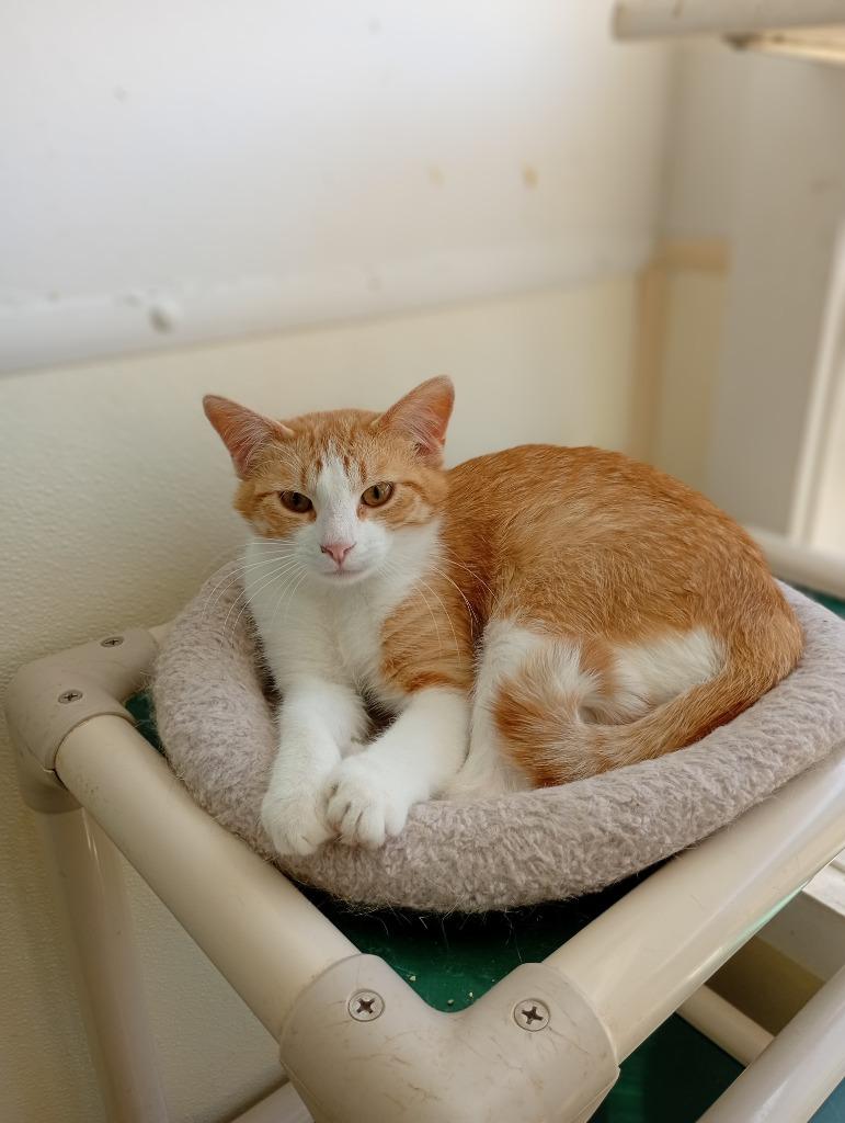 Prince, Adoptable, Young Male American Shorthair.