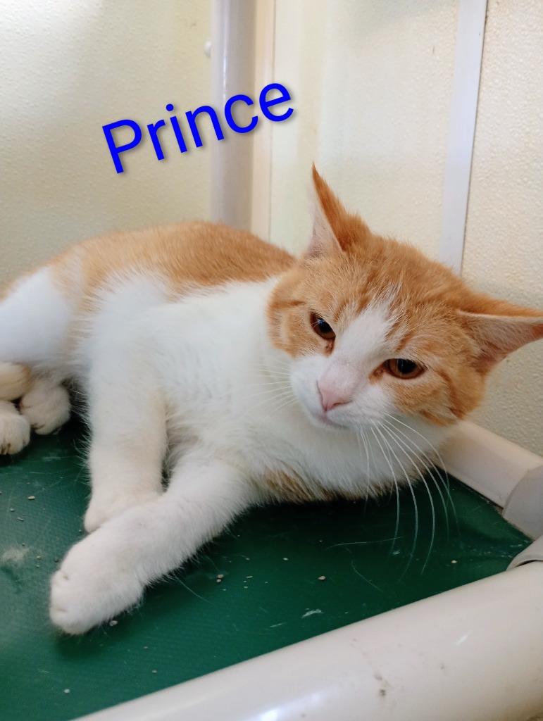 Prince, a Adoptable American Shorthair in Saint James, MN image 2/4