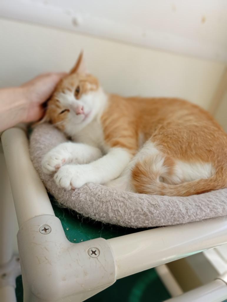 Prince, a Adoptable American Shorthair in Saint James, MN image 3/4