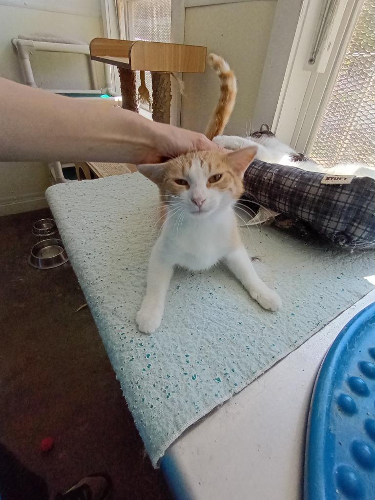 Prince, a Adoptable American Shorthair in Saint James, MN image 4/4