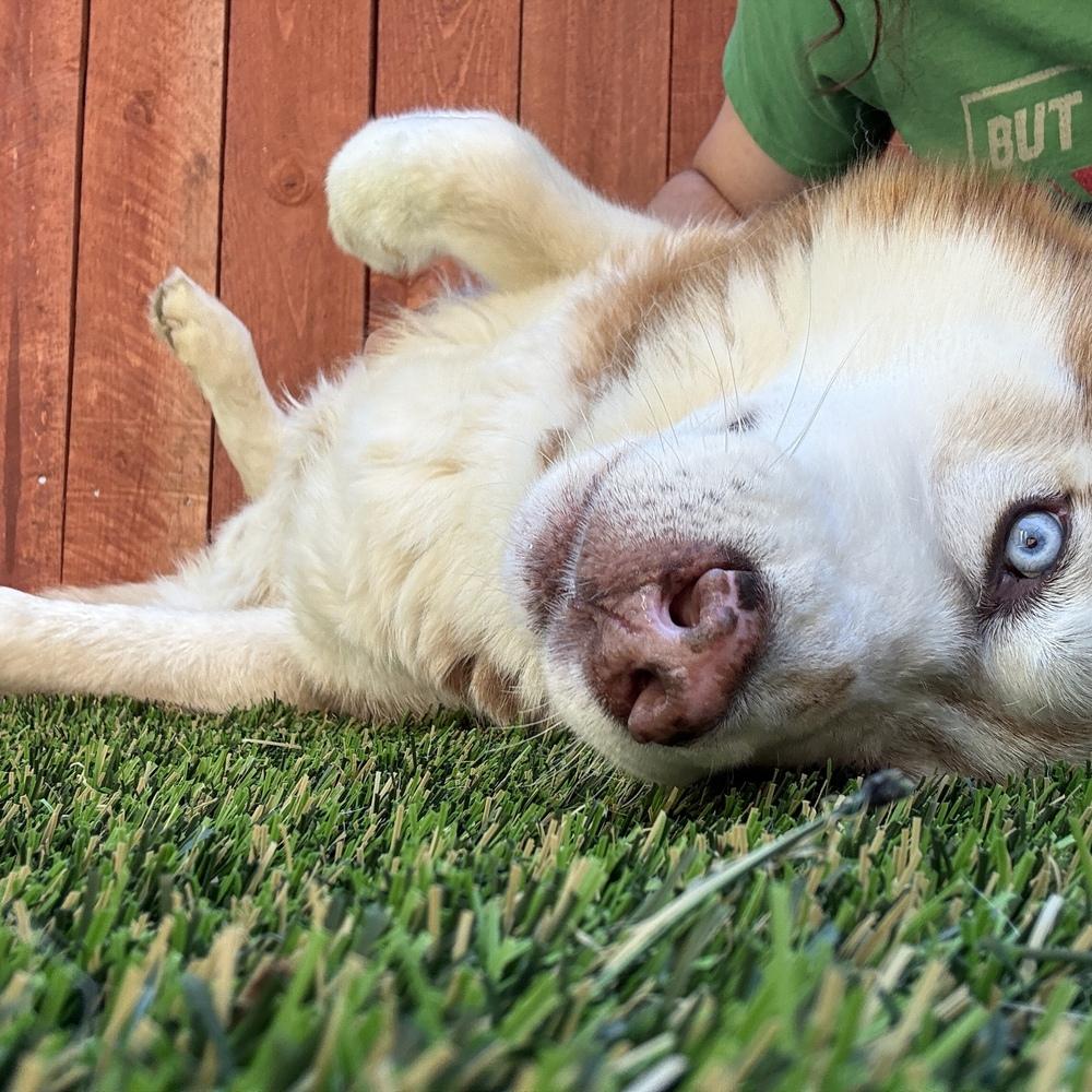 Enlarge Nutmeg, a Adoptable Husky in ventura, CA image 1/2