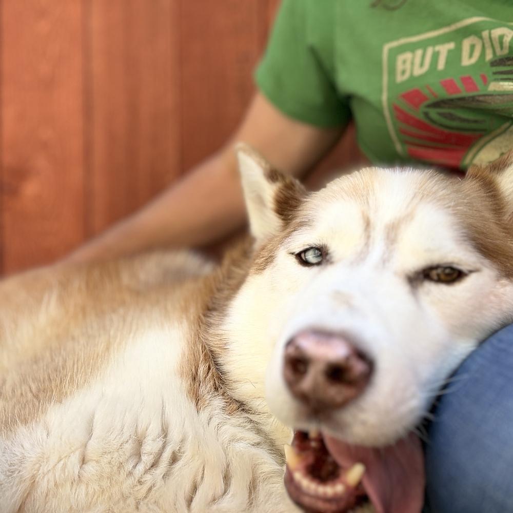 Enlarge Nutmeg, a Adoptable Husky in ventura, CA image 2/2