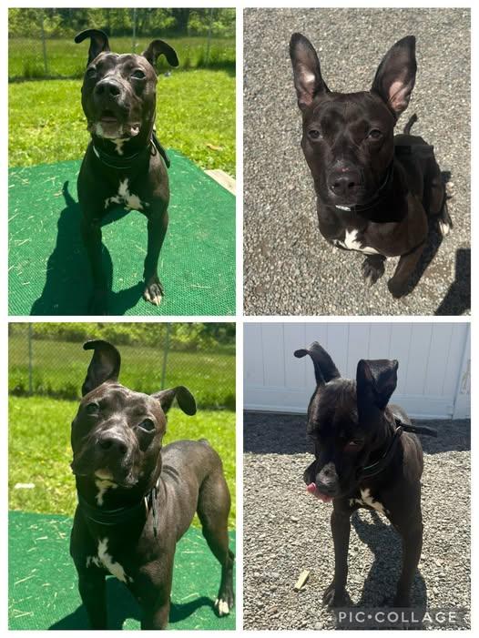 Enlarge Zips, a Adoptable mixed breed in Binghamton, NY image 1/1