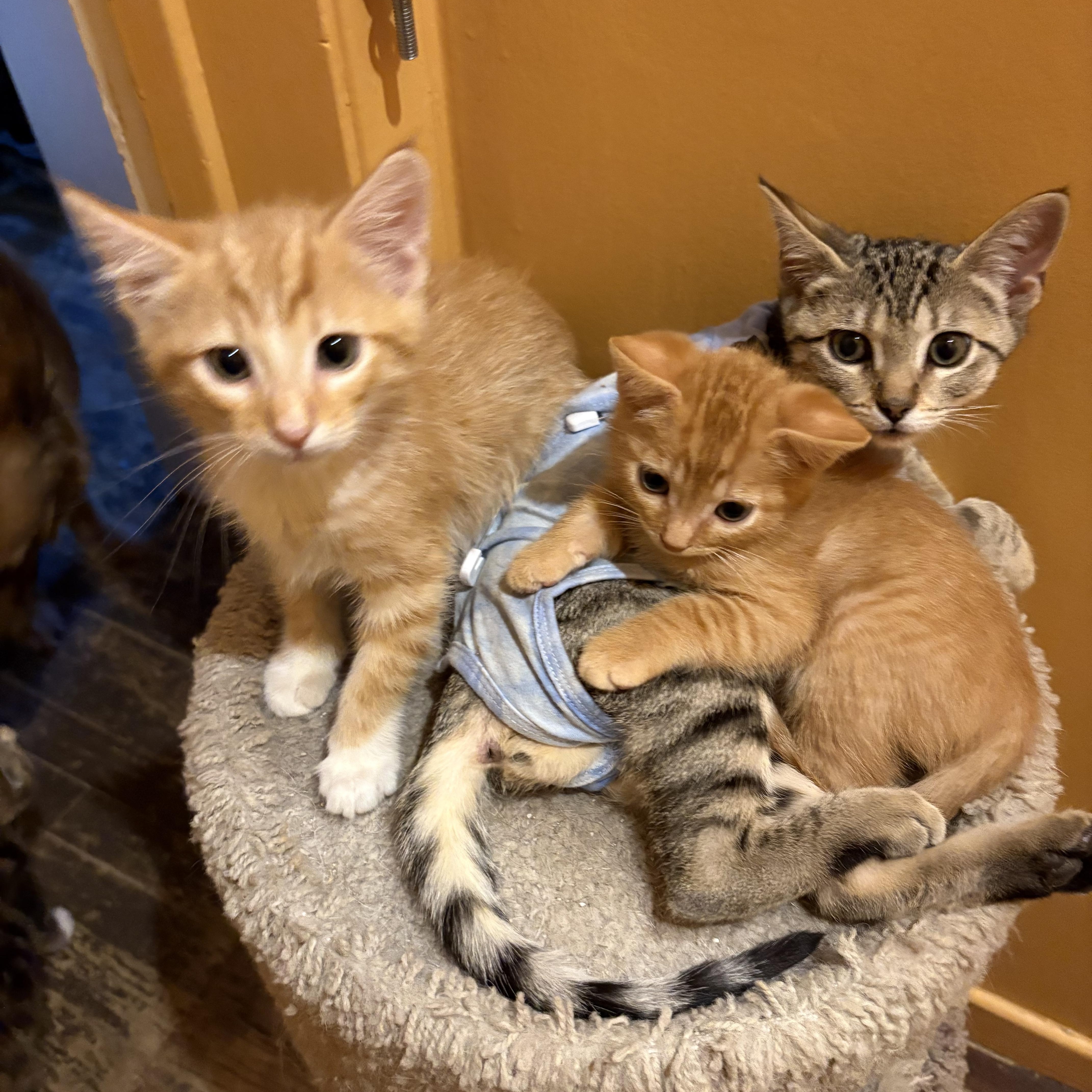 Enlarge Poppy, a Adoptable Domestic Short Hair in La Canada, CA image 3/4