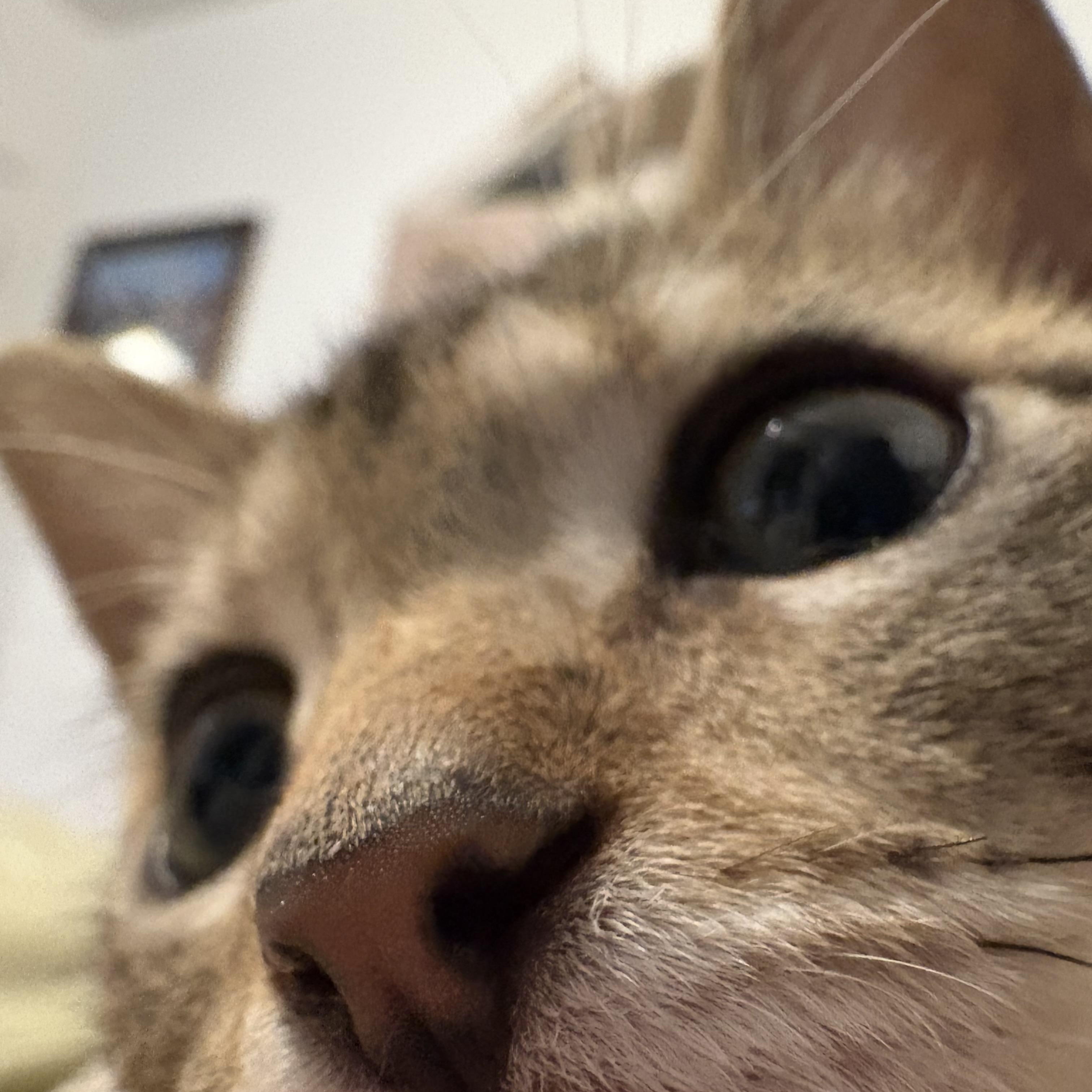 Enlarge Poppy, a Adoptable Domestic Short Hair in La Canada, CA image 4/4