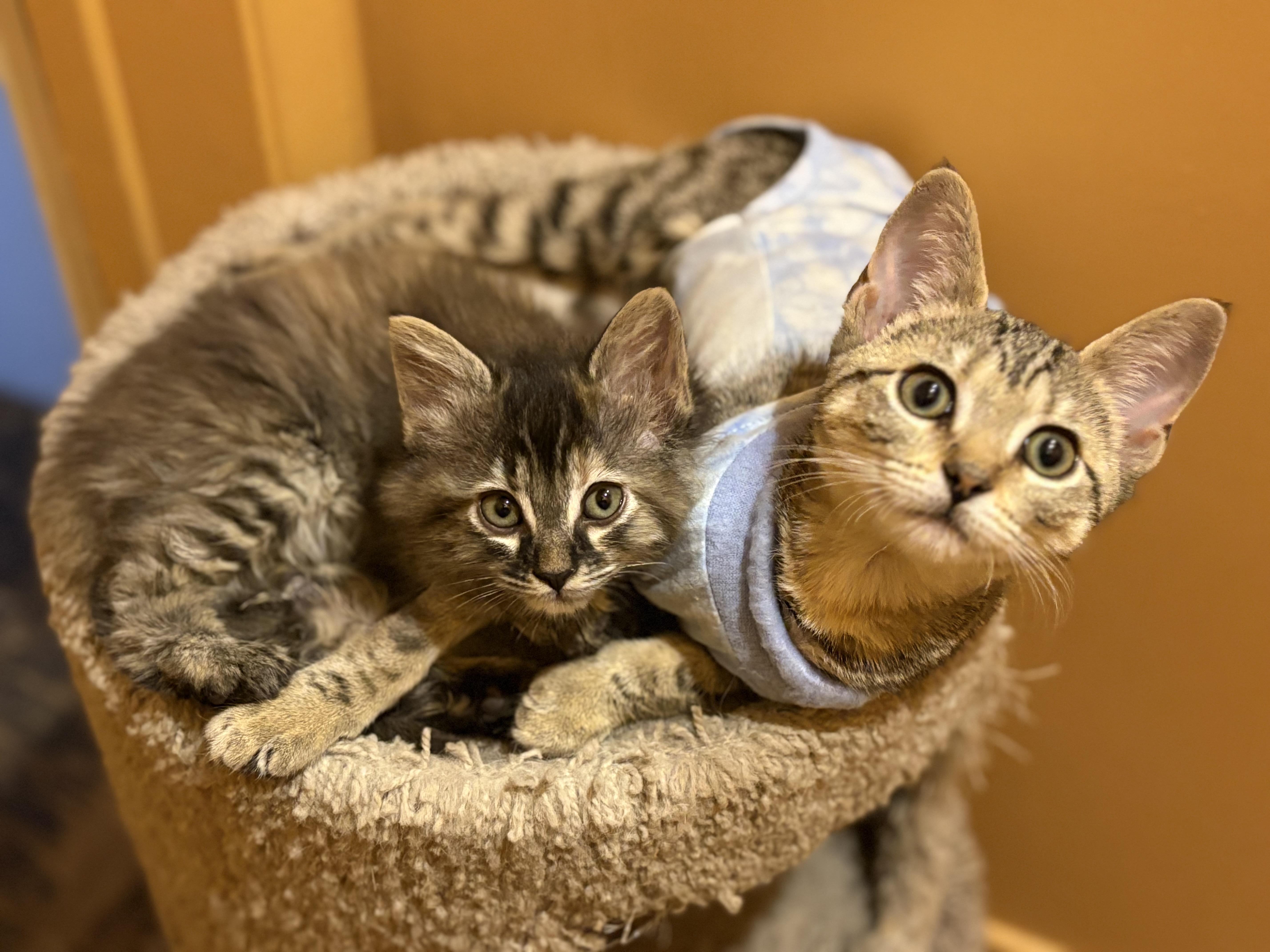 Enlarge Poppy, a Adoptable Domestic Short Hair in La Canada, CA image 2/4