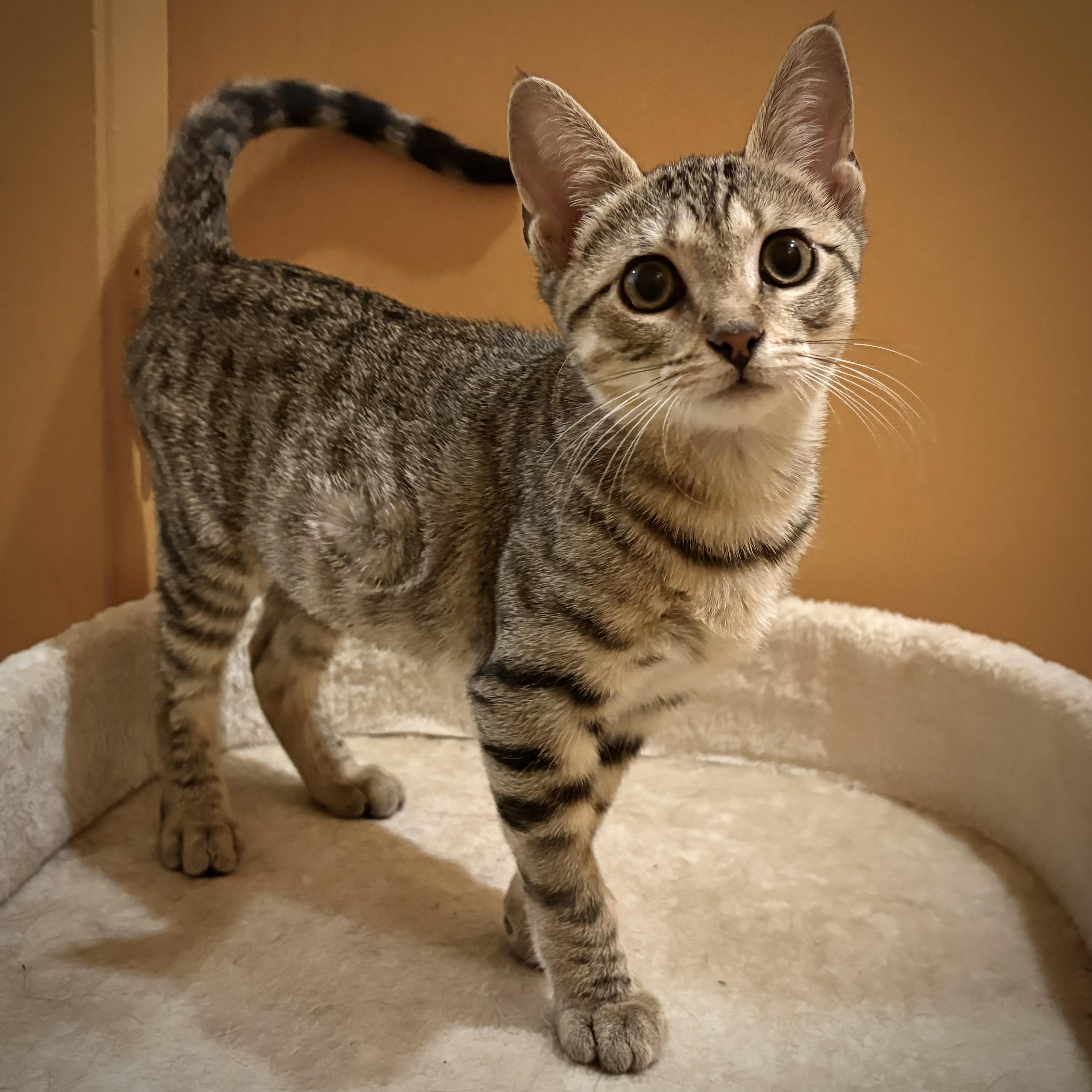 Enlarge Poppy, a Adoptable Domestic Short Hair in La Canada, CA image 1/4