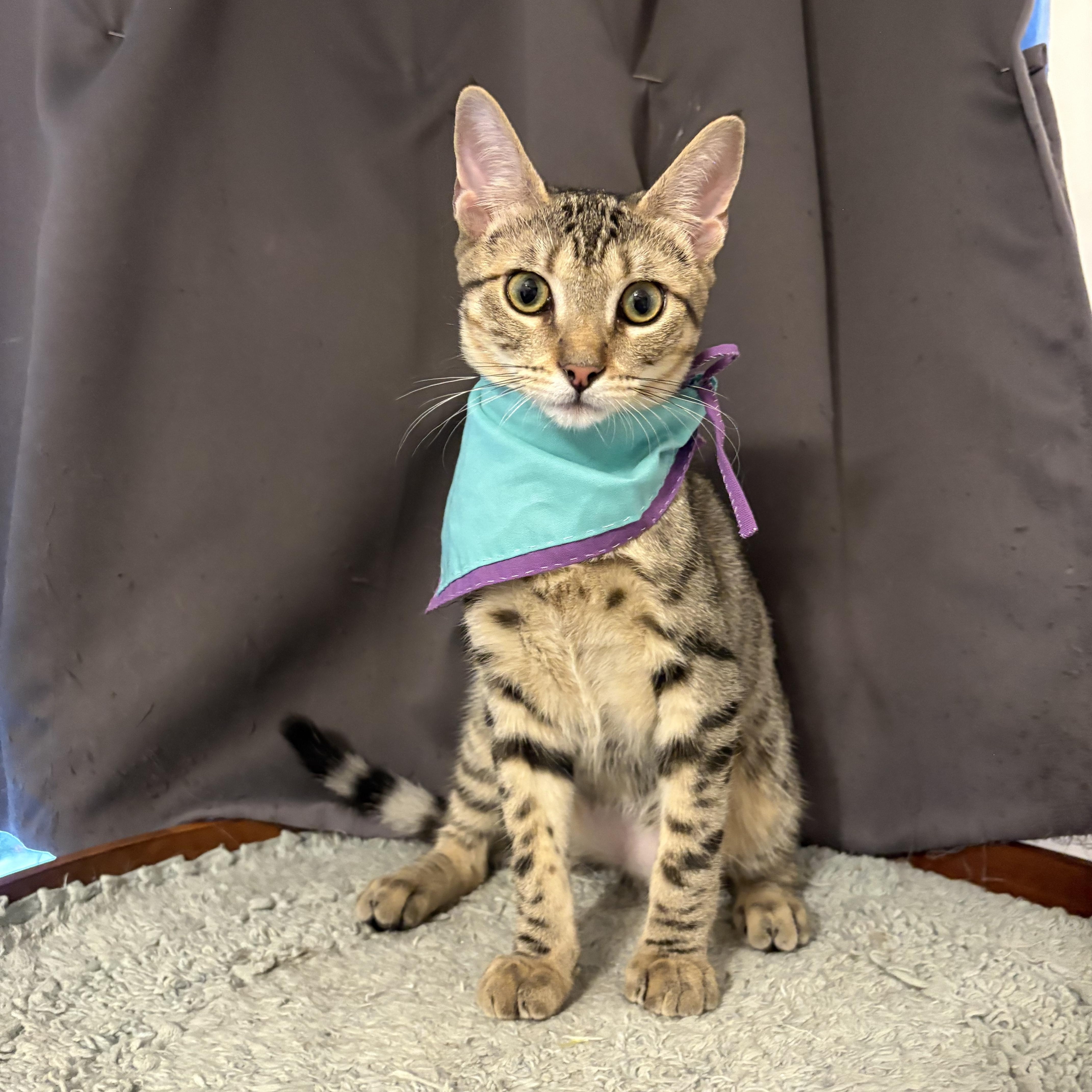 Poppy, a Adoptable Domestic Short Hair in La Canada, CA image 2/3