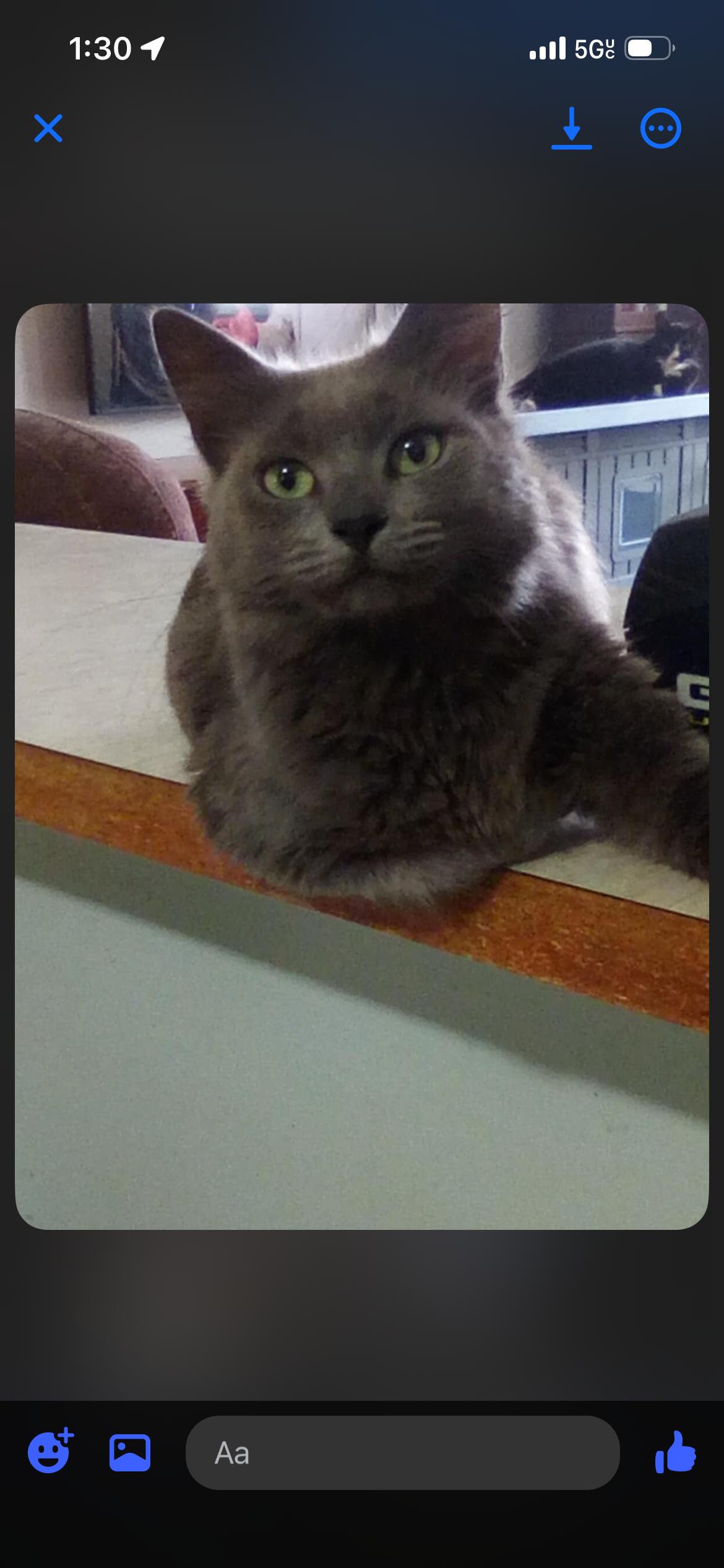 Frances - Russian Blue Mix, ADOPTABLE, Young Female Russian Blue & Domestic Short Hair.