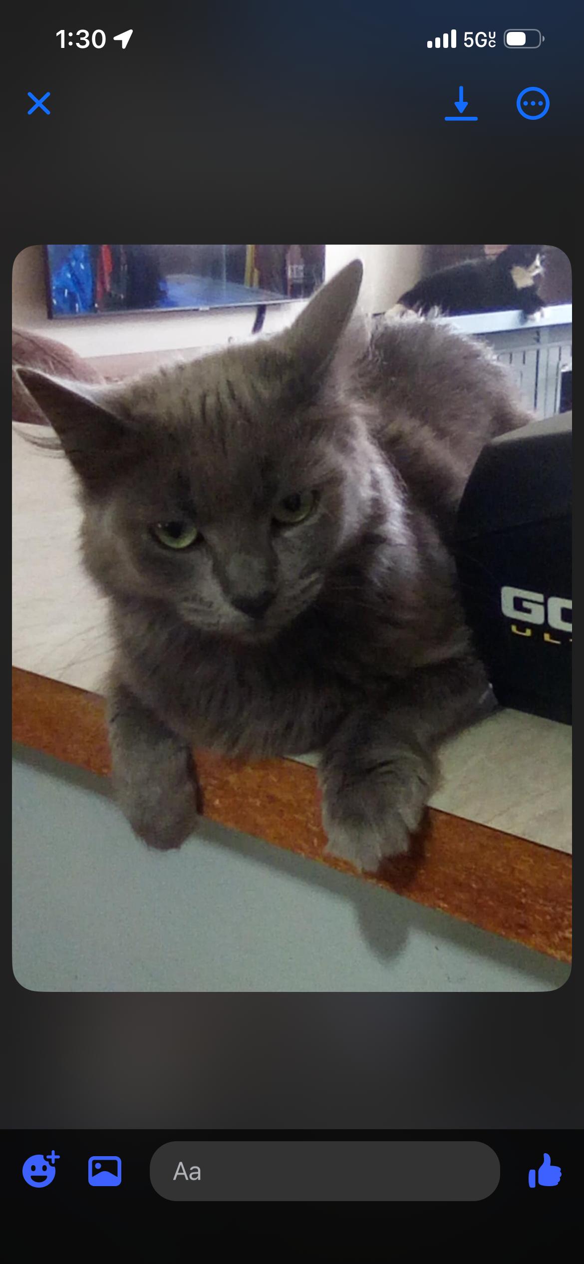 Enlarge Frances - Russian Blue Mix, a ADOPTABLE mixed breed in West Chester, PA image 2/2