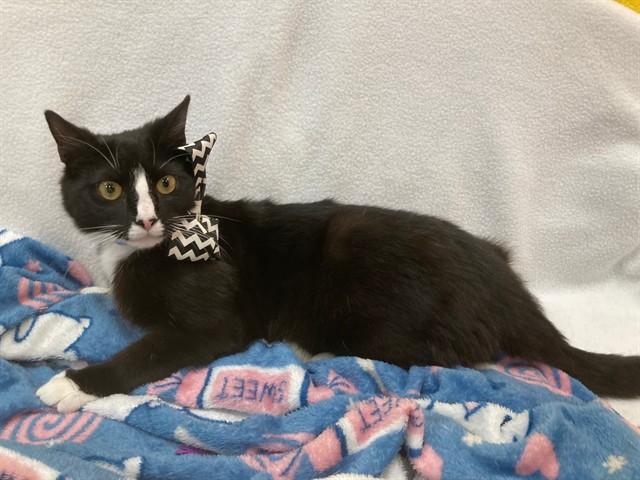 Enlarge NEW YORK, a Adoptable Domestic Short Hair in Upper Marlboro, MD image 1/1