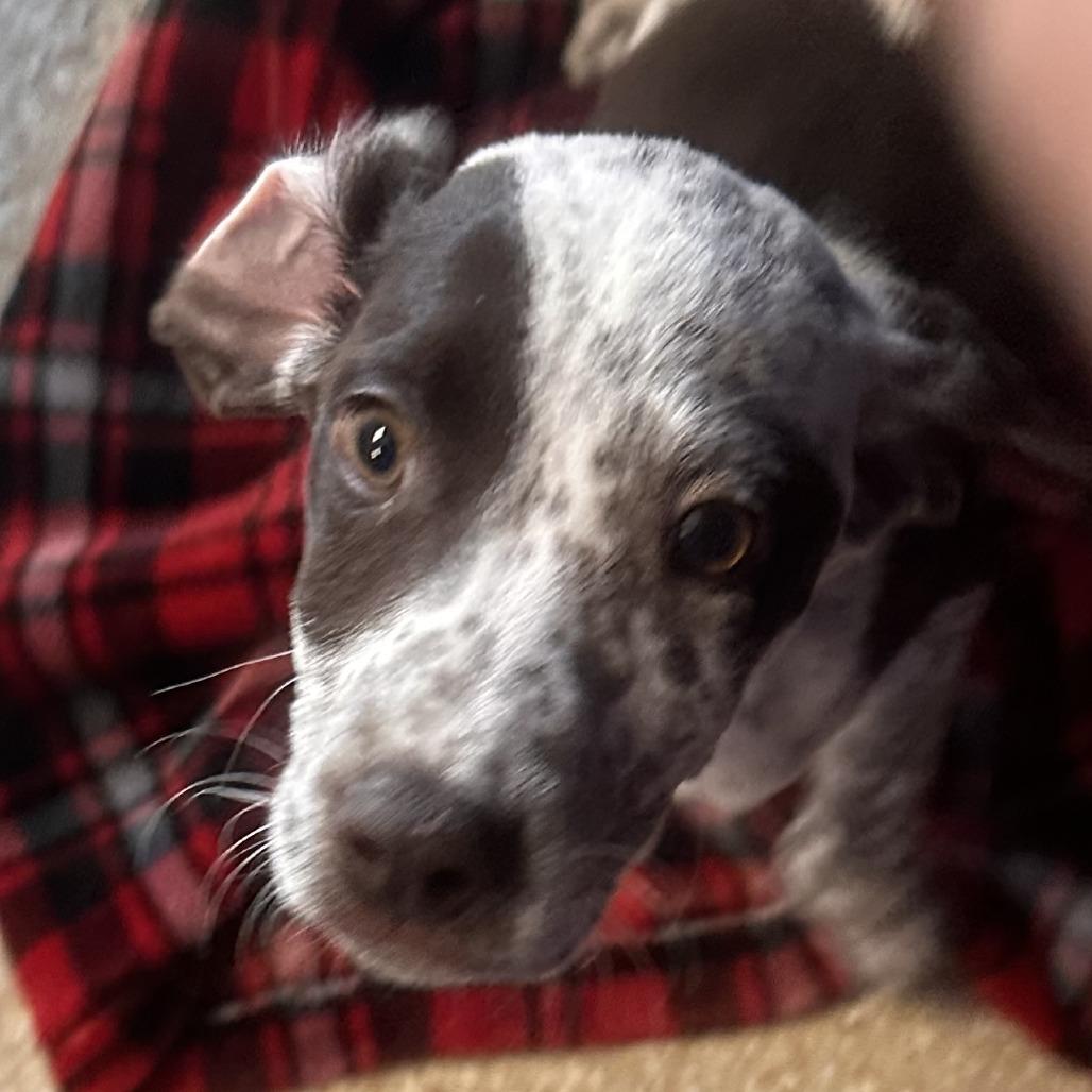 Milo, Adoptable, Young Male German Shorthaired Pointer & Cattle Dog.