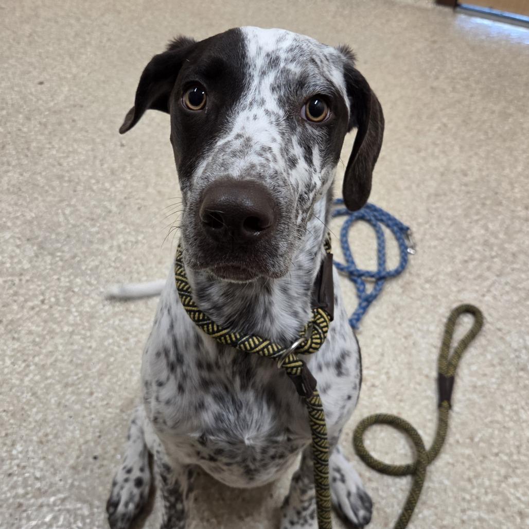 Enlarge Milo, a Adoptable mixed breed in Reno, NV image 2/4