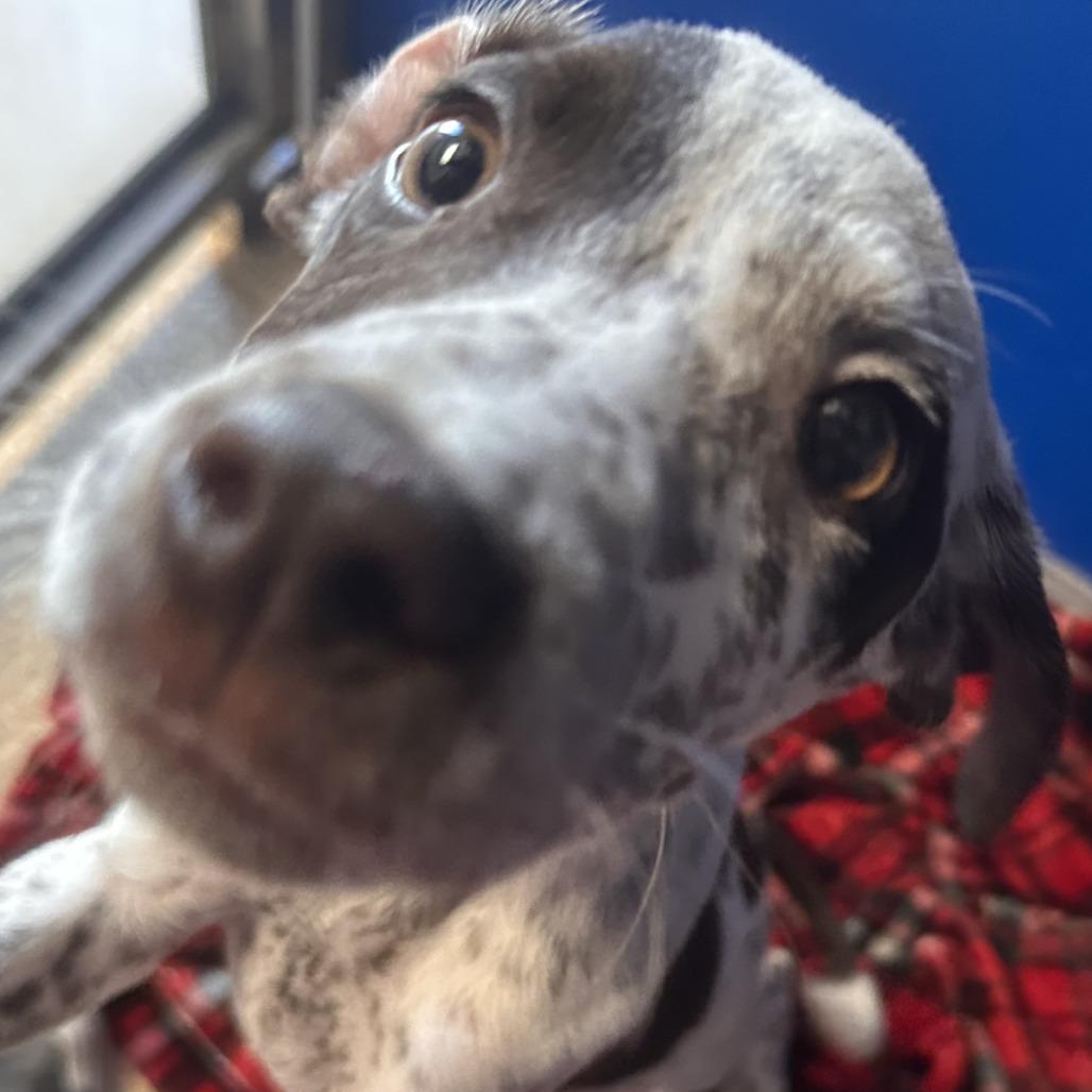 Enlarge Milo, a Adoptable mixed breed in Reno, NV image 4/4