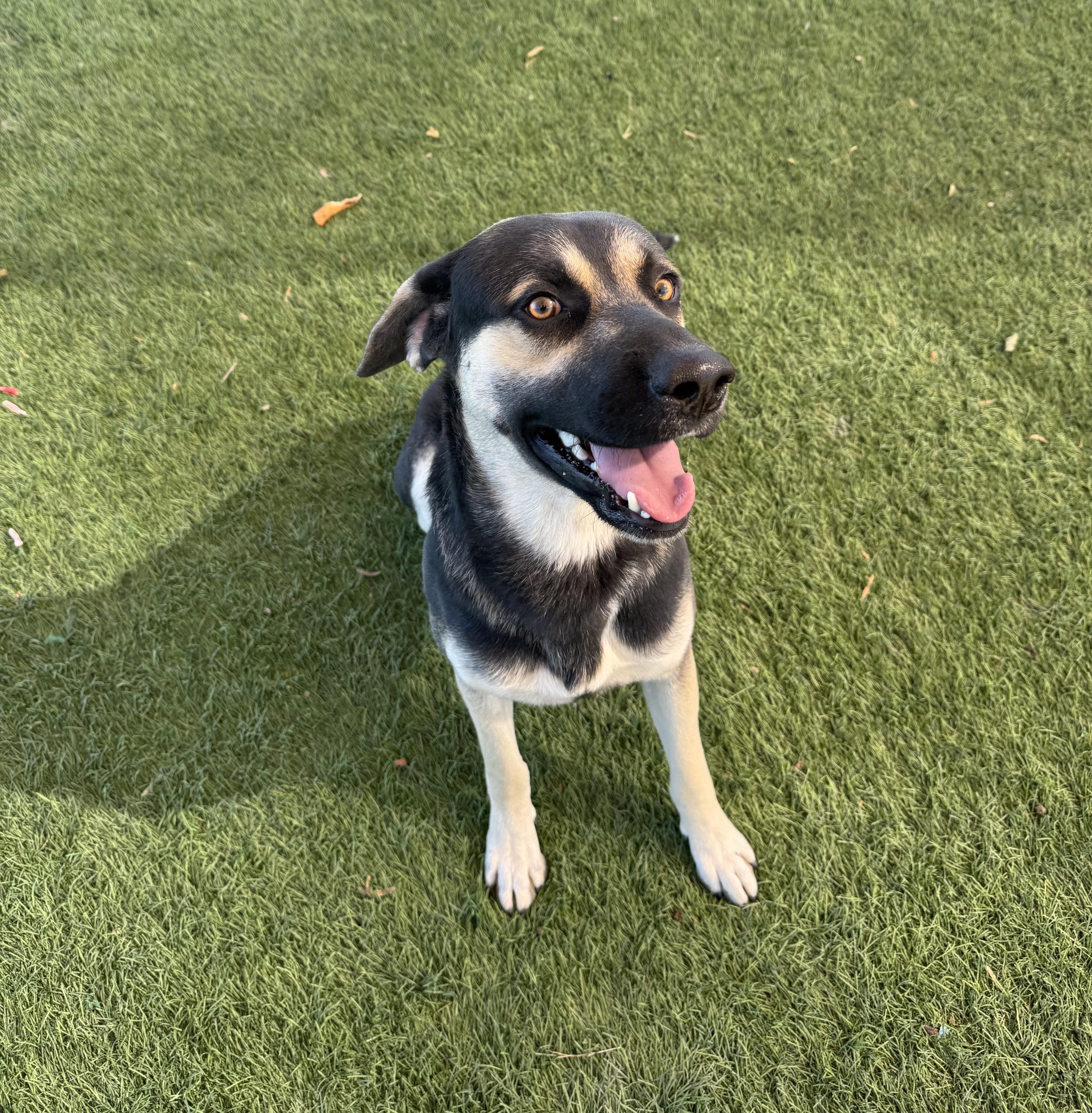 Enlarge Max, a Adoptable mixed breed in Memphis, TN image 3/5
