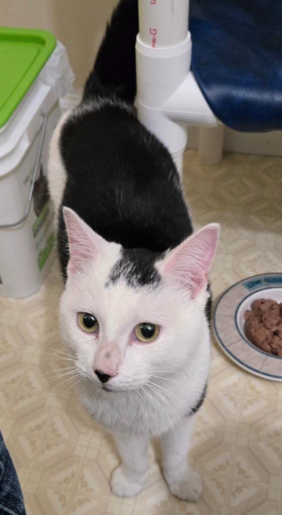 Angus, Adoptable, Young Male Domestic Short Hair.
