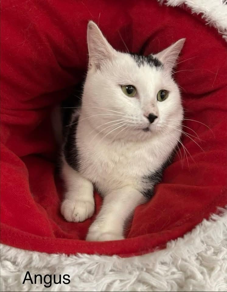 Enlarge Angus, a Adoptable mixed breed in Ballwin, MO image 2/6