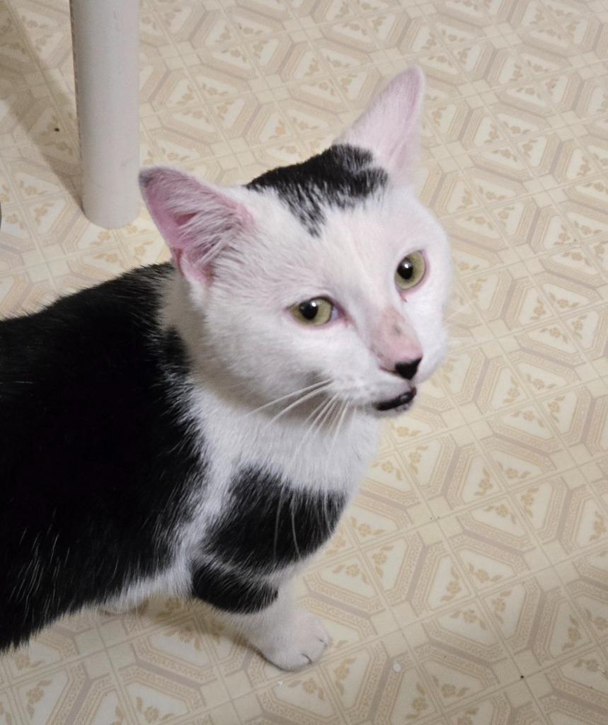 Enlarge Angus, a Adoptable mixed breed in Ballwin, MO image 3/6