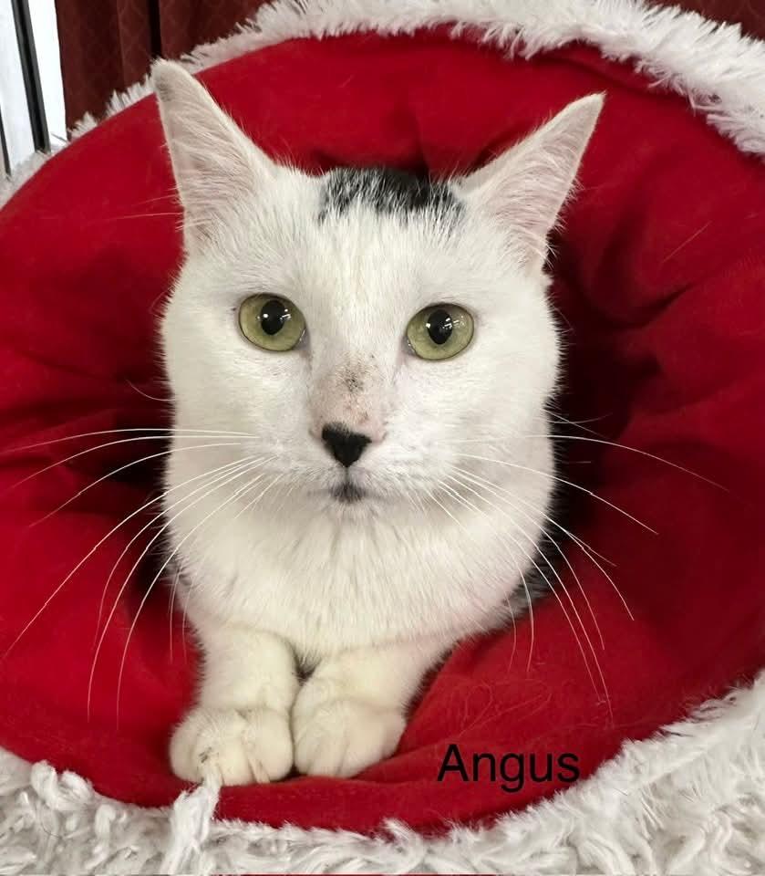 Enlarge Angus, a Adoptable mixed breed in Ballwin, MO image 4/6