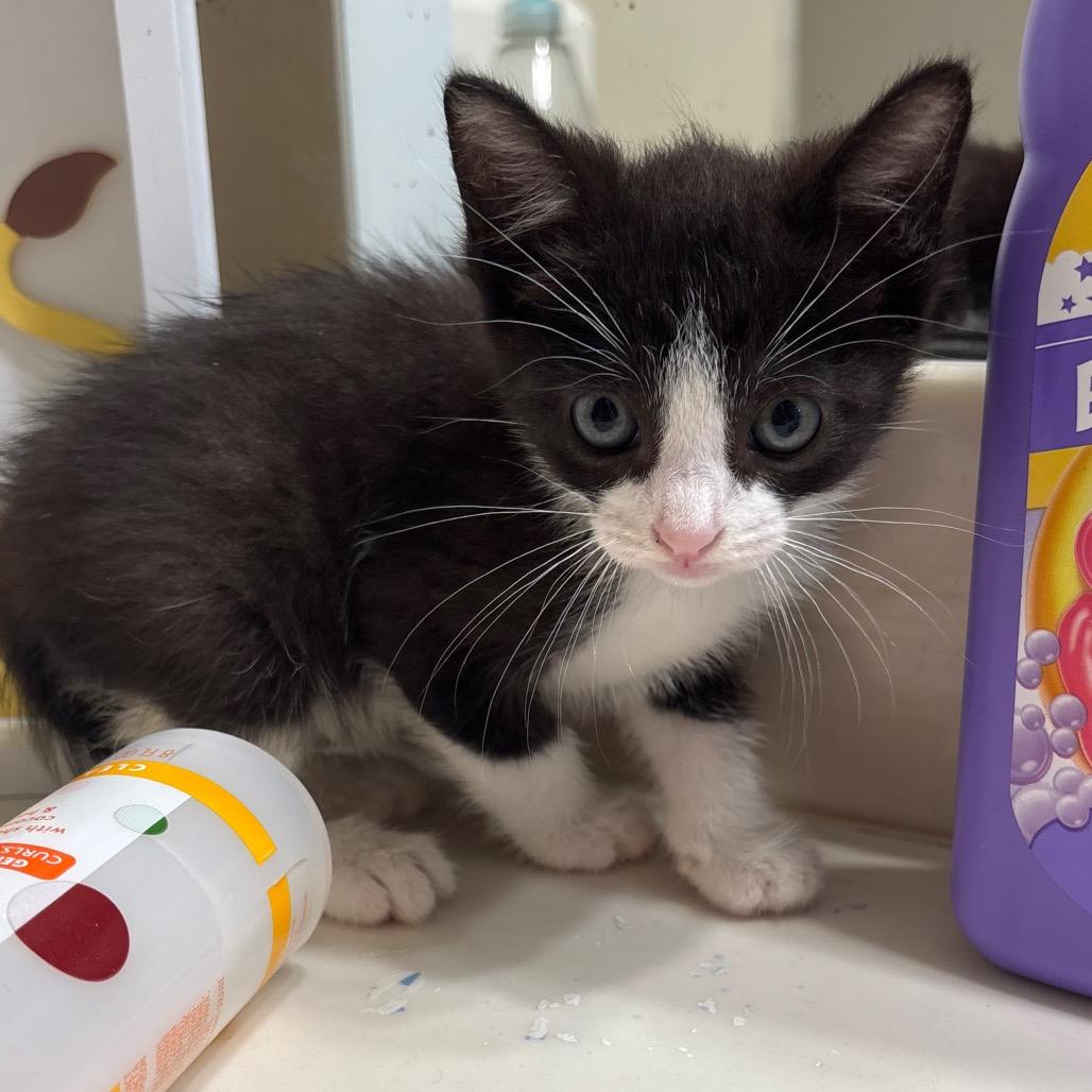 Enlarge Ferb, a Adoptable Domestic Short Hair in Katy, TX image 1/2