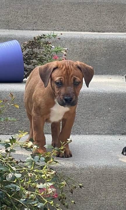 Cheddar, ADOPTABLE, Puppy Male Labrador Retriever & Pit Bull Terrier.