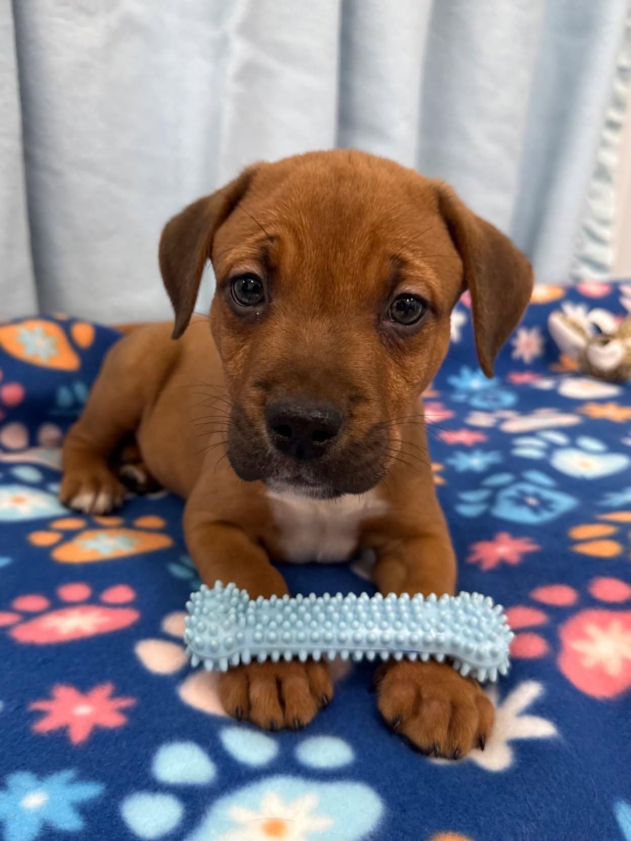 Cheddar, a ADOPTABLE mixed breed in East Sparta, OH image 2/2