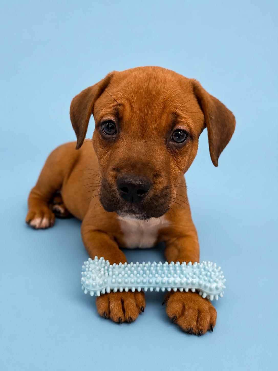 Cheddar, a ADOPTABLE mixed breed in East Sparta, OH image 1/2