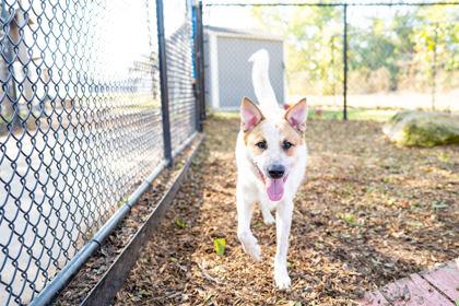 Butterscotch, a Adoptable mixed breed in Carrollton, TX image 1/3