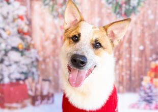 Butterscotch, a Adoptable mixed breed in Carrollton, TX image 2/3