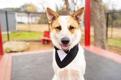 Butterscotch, a Adoptable mixed breed in Carrollton, TX image 3/3