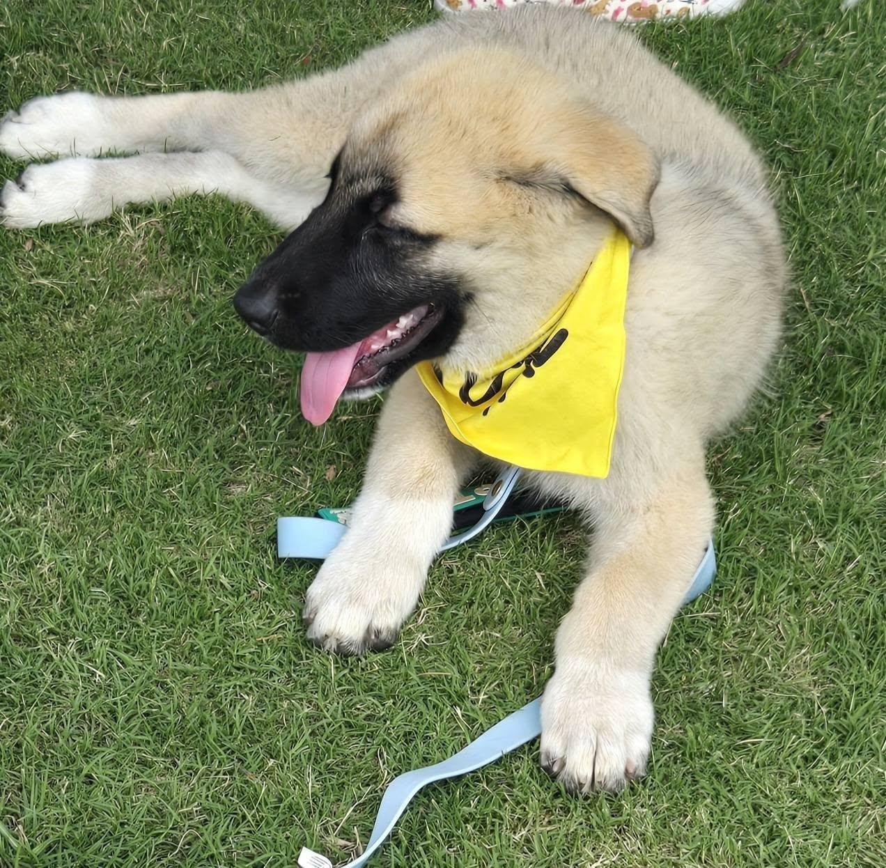 Hoss, Adoptable, Young Male Great Pyrenees & German Shepherd Dog.