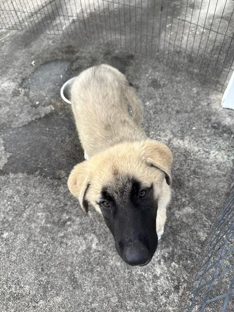 Hoss, a Adoptable mixed breed in Raleigh, NC image 6/6