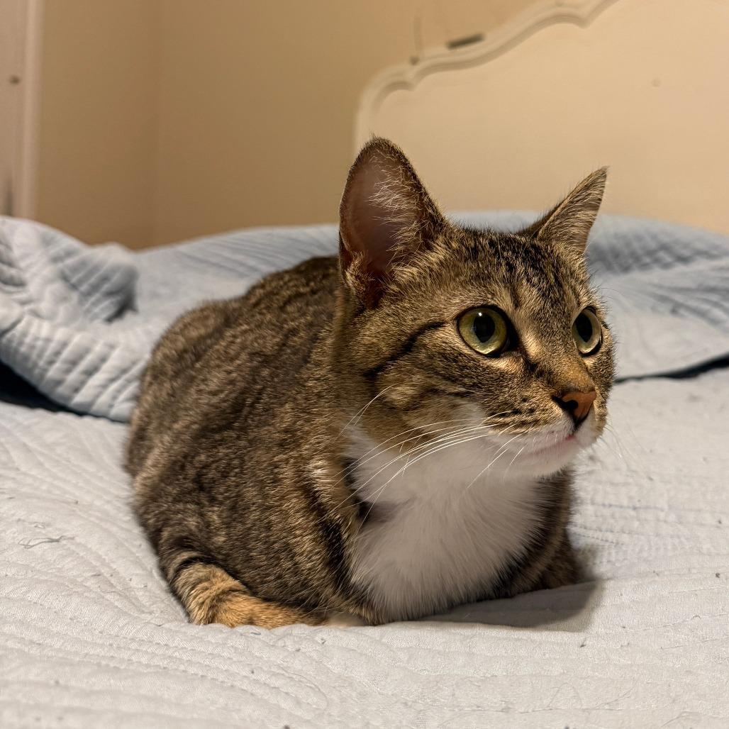 Tulip, a Adoptable Domestic Short Hair in Fort Worth, TX image 4/4