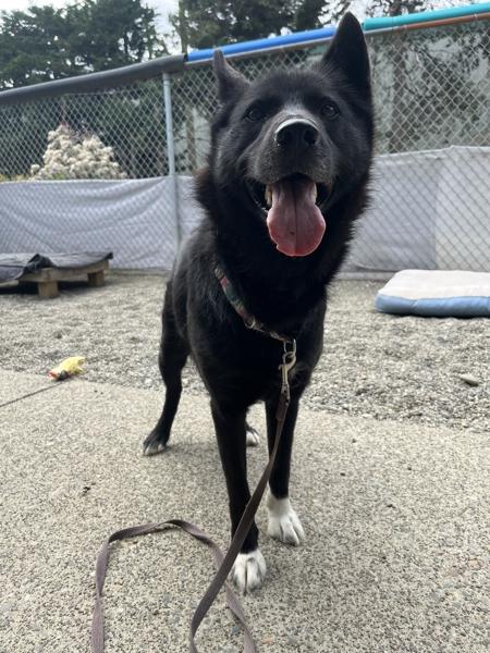 Tiffany, Adoptable, Adult Female Siberian Husky & Alaskan Malamute.