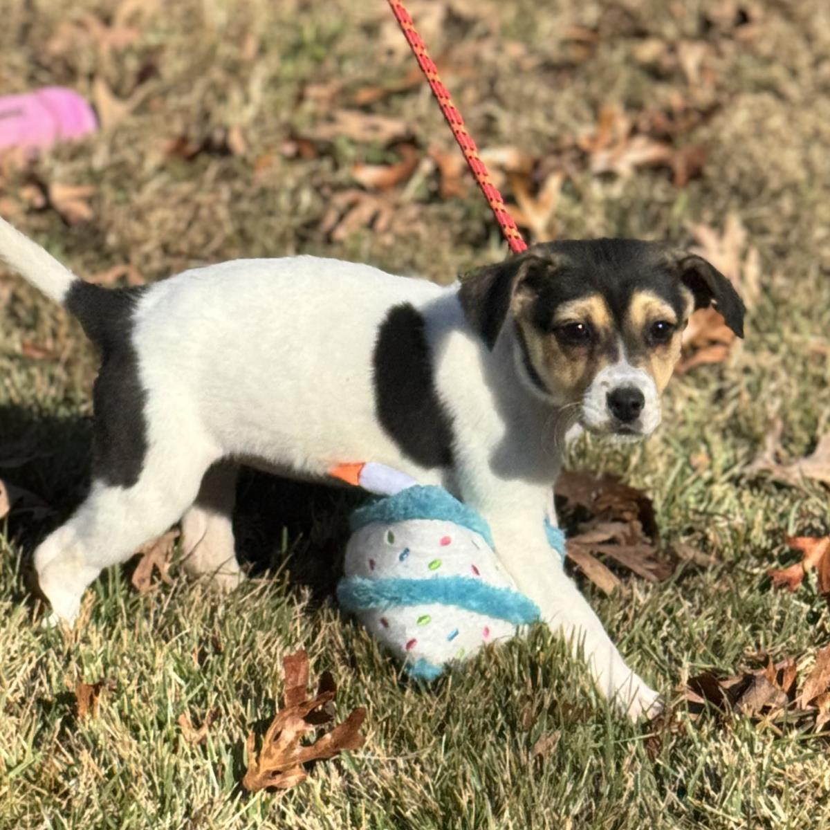 Lumpy, a Adoptable Australian Shepherd in Locust Fork, AL image 2/3