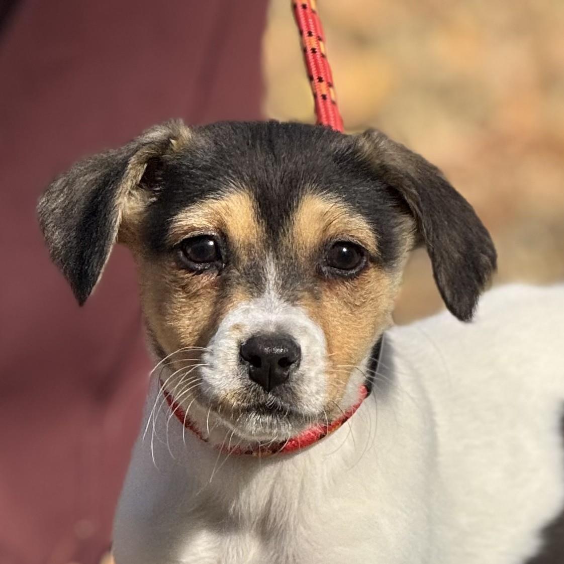 Lumpy, a Adoptable Australian Shepherd in Locust Fork, AL image 3/3