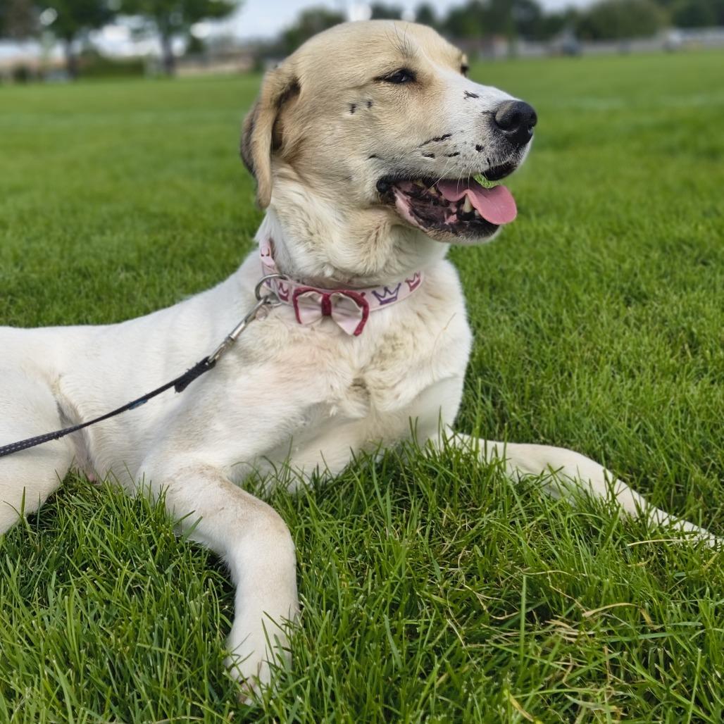 Enlarge Henrietta, a Adoptable mixed breed in Othello, WA image 1/4