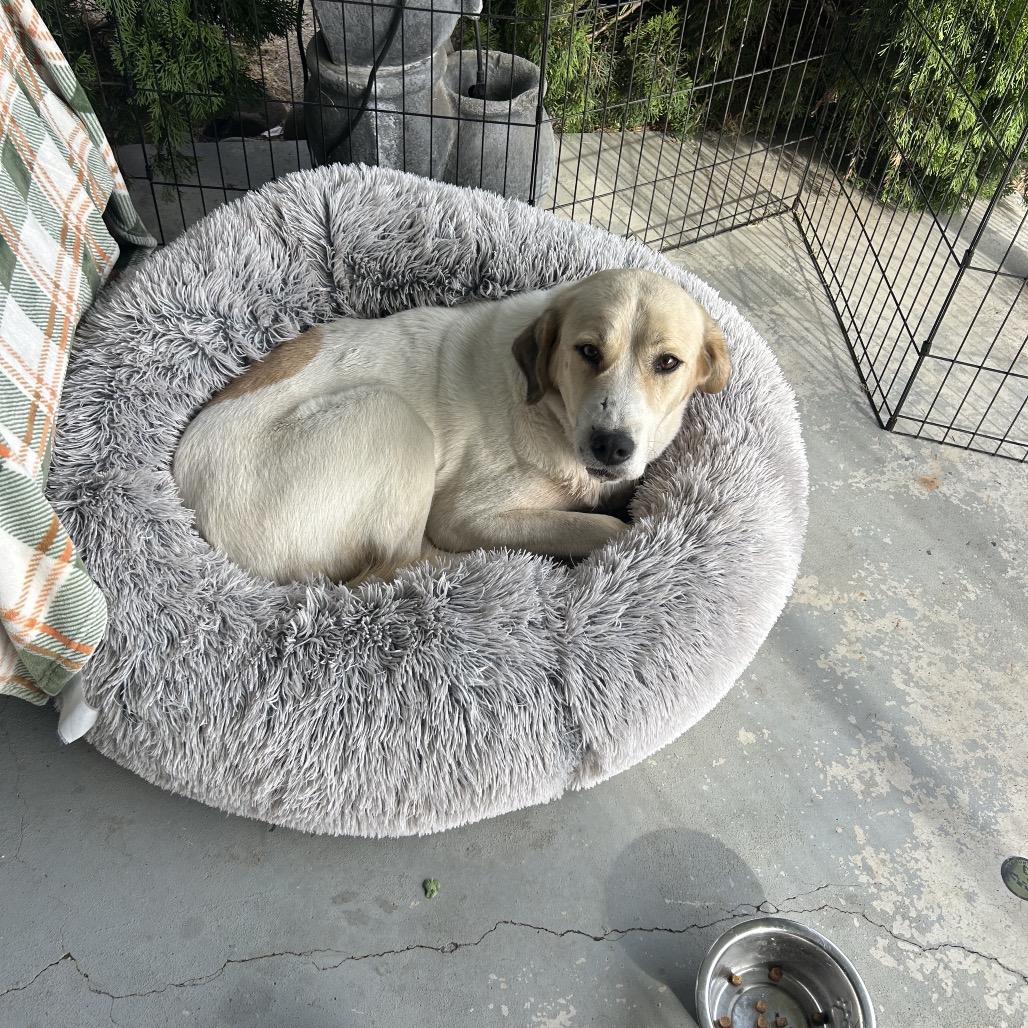 Enlarge Henrietta, a Adoptable mixed breed in Othello, WA image 2/4