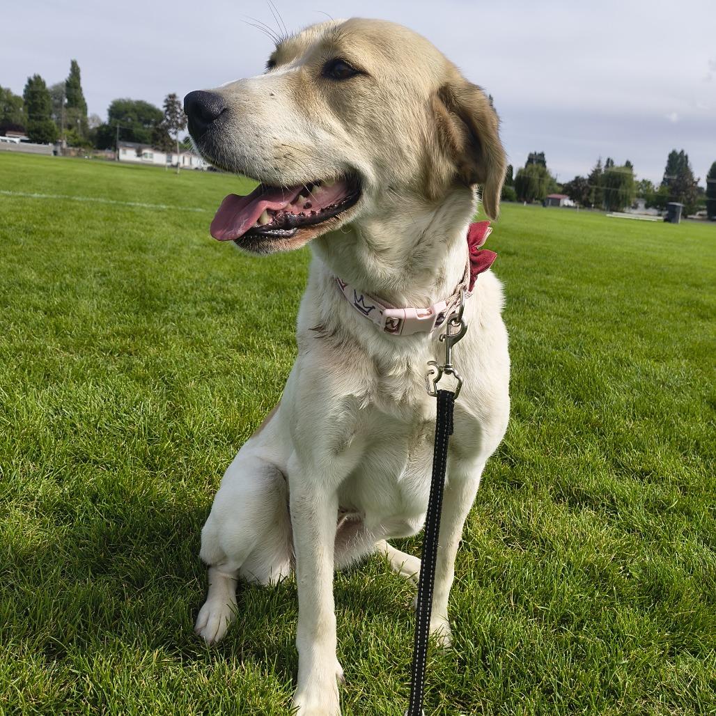 Enlarge Henrietta, a Adoptable mixed breed in Othello, WA image 4/4