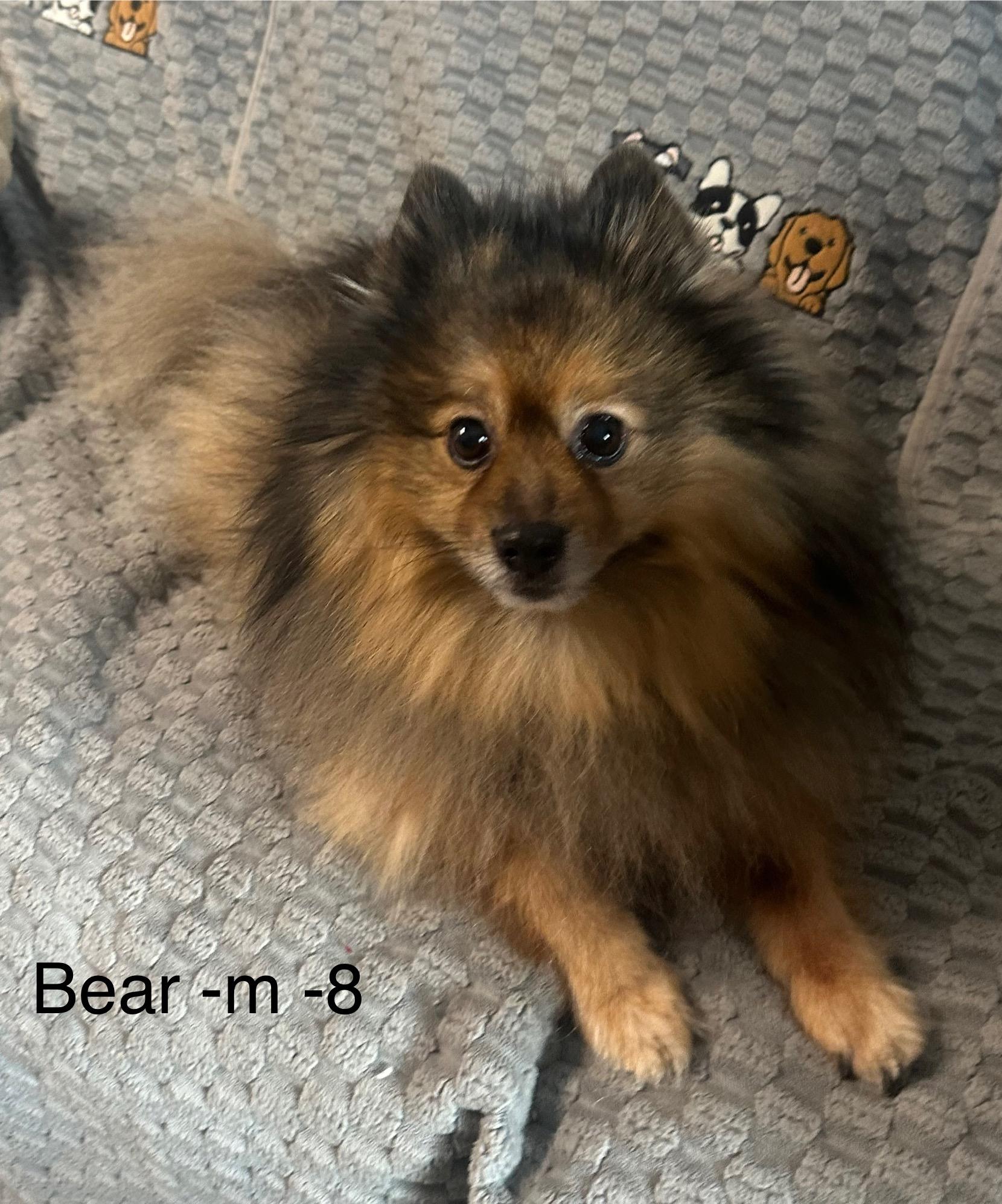 Enlarge Bear, an adopted Pomeranian in Hop Bottom, PA image 1/1