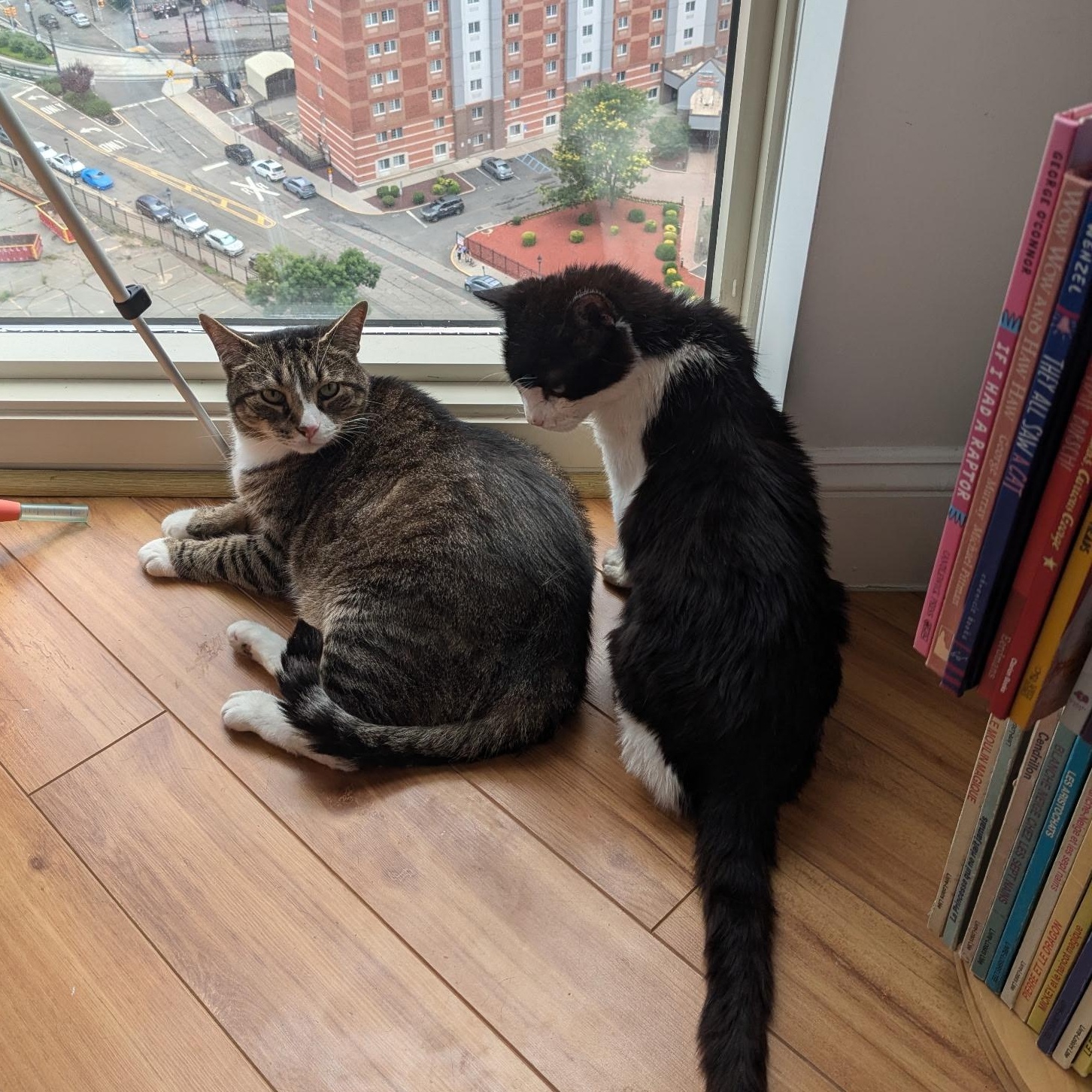 Pepper, an adopted Domestic Short Hair in Jersey City, NJ image 3/3